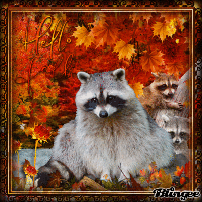 Hello Fall Raccoons Pictures, Photos, and Images for Facebook, Tumblr ...