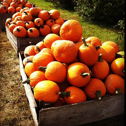 Patches and patches of pumpkins
