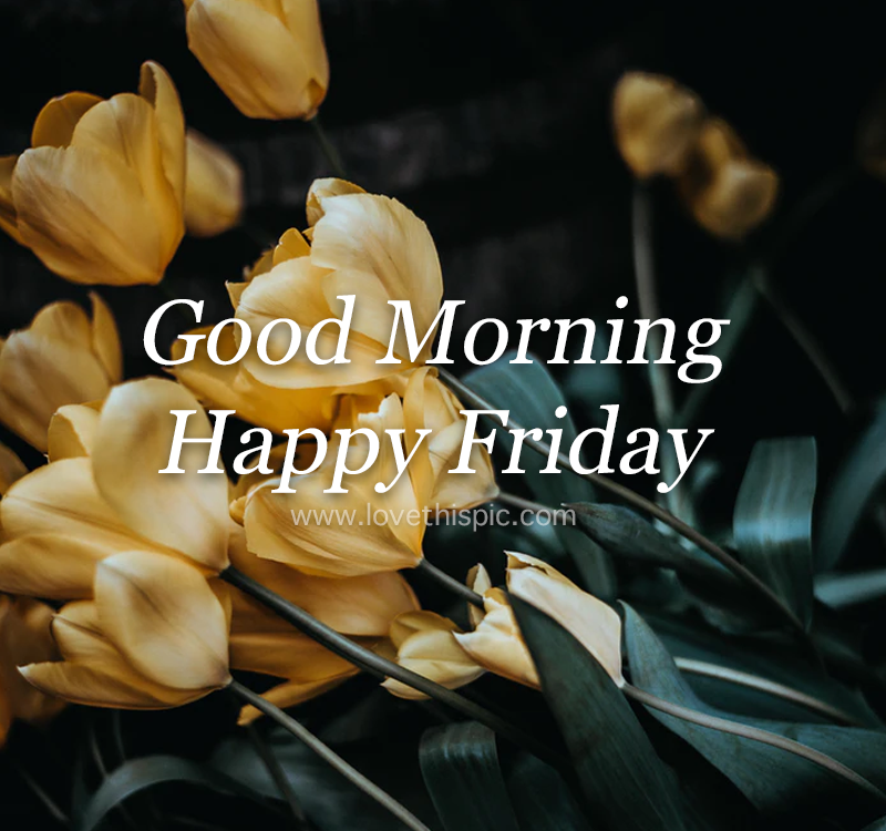 Yellow Tulip Good Morning Happy Friday Quote Pictures, Photos, and