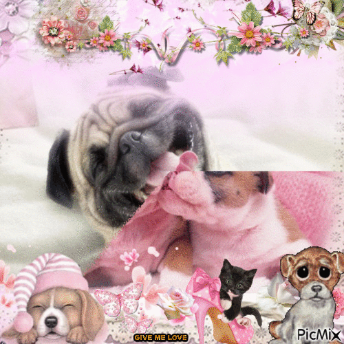 Happy Pug Good Morning Gif Pictures, Photos, and Images for Facebook