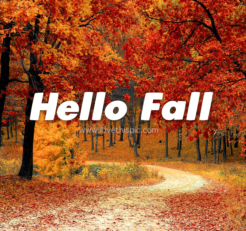 Red Leaf In Forest - Hello Fall Pictures, Photos, and Images for ...