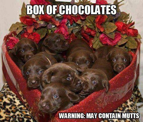 Box of Chocolates may contain mutts Box of Chocolates may contain mutts