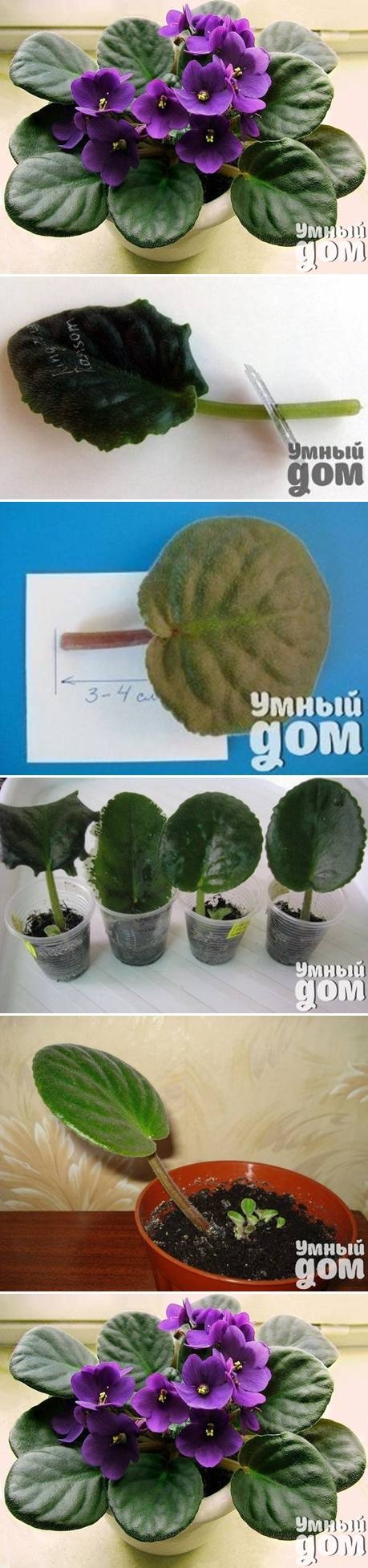 DIY Grow Violet Flowers DIY Grow Violet Flowers