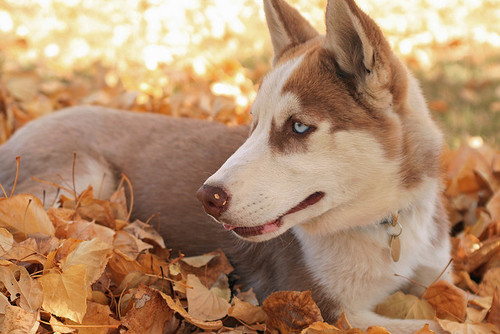 Husky in the fall