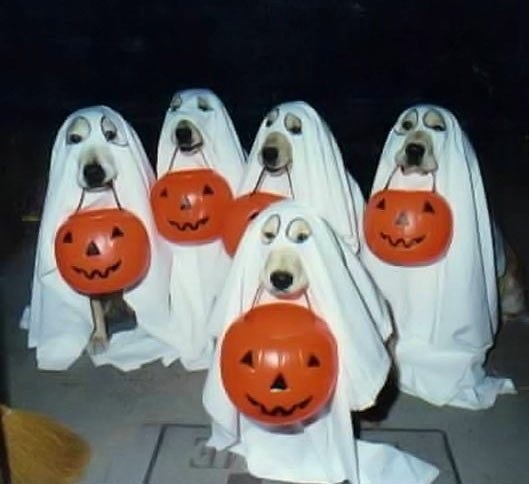 Trick or Treat