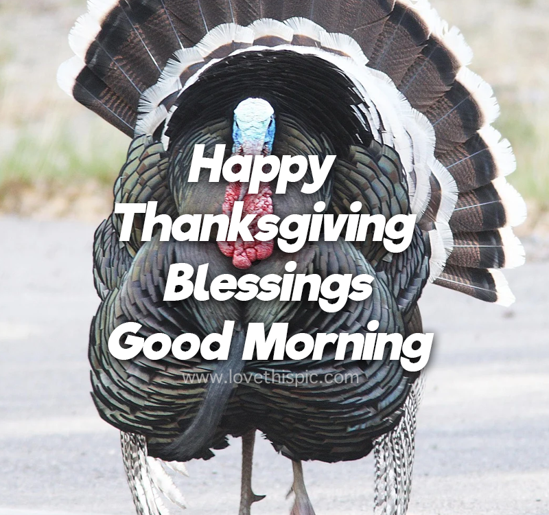Turkey Close Up Happy Thanksgiving Good Morning Quote Pictures