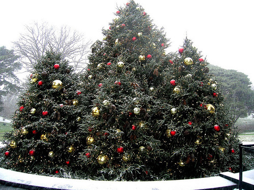 Christmas Trees