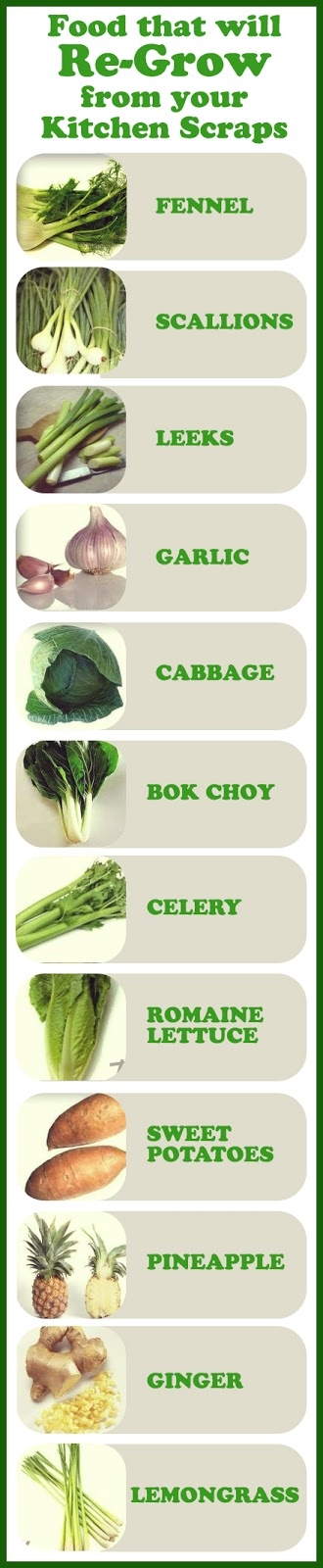 Foods that will Re-Grow from your Kitchen Scraps