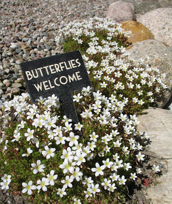 Butterflies welcome