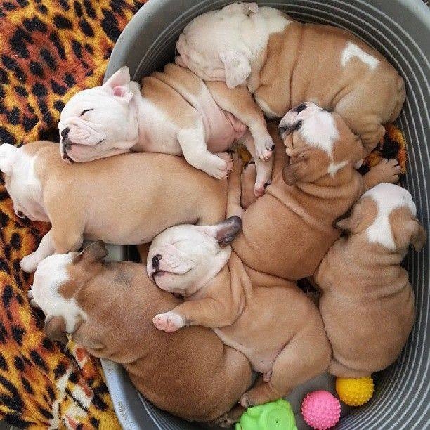 Tub filled with Darling Bulldog Pups