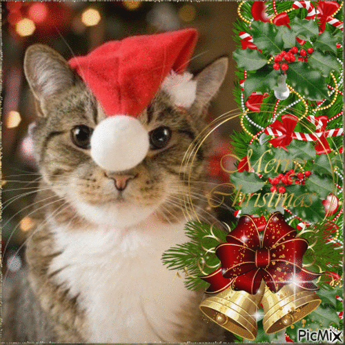 Kitty Merry Christmas Gif Pictures, Photos, and Images for Facebook