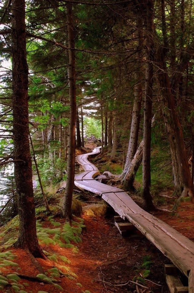 Forest Sidewalk