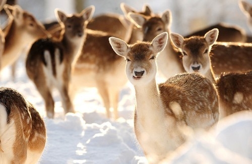 Reindeers Reindeers
