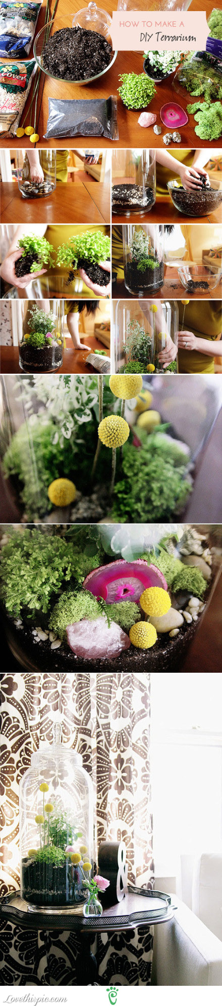 DIY Terrariums