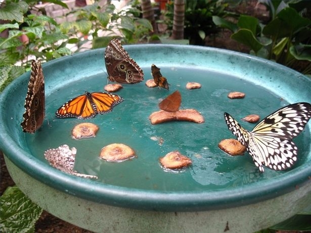 Butterfly feeder Butterfly feeder