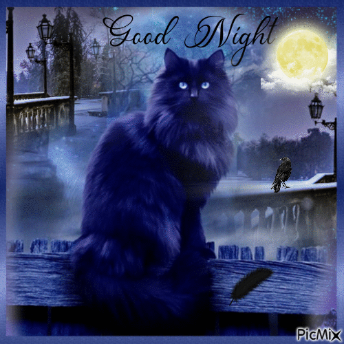 Black Cat & Moon Good Night Quote Pictures, Photos, and Images for