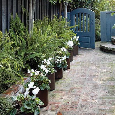 Border in pots Border in pots