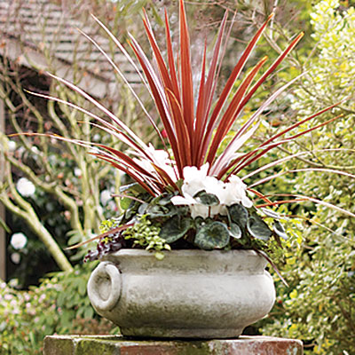 Potted plants in the entry Potted plants in the entry