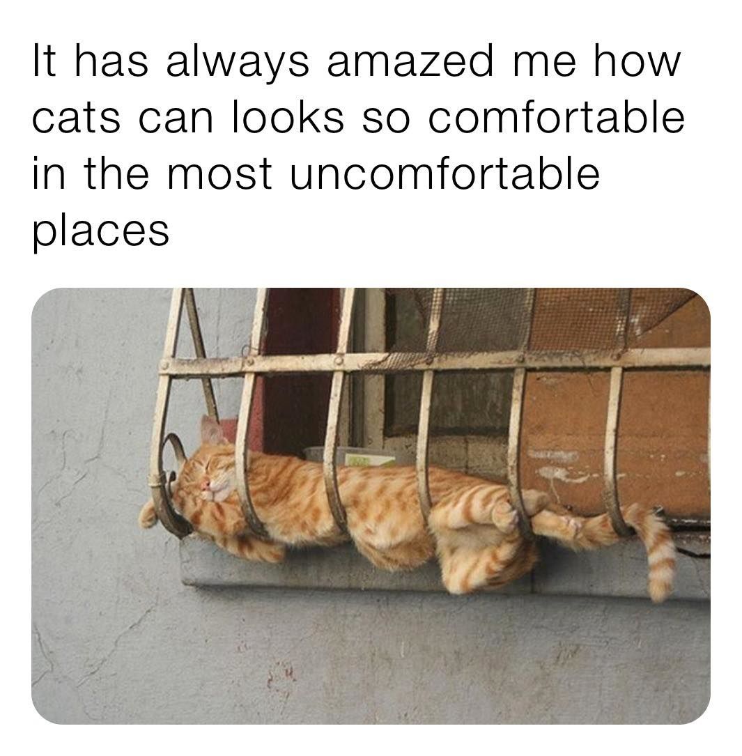 How Cats Can Look So Comfortable In The Most Uncomfortable Places