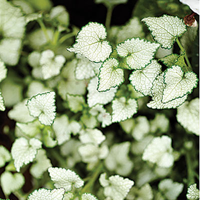 Lamium maculatum 