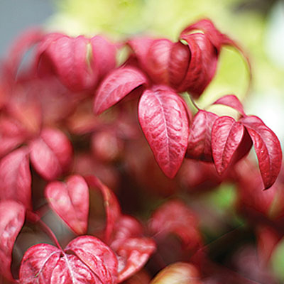 Fire power nandina