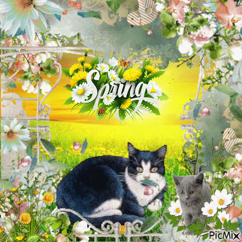 Laying Cat In Field Spring Gif Pictures, Photos, and Images for