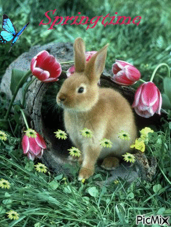 Springtime Bunny Pictures, Photos, and Images for Facebook, Tumblr ...