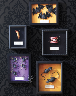 Creepy specimen boxes Creepy specimen boxes