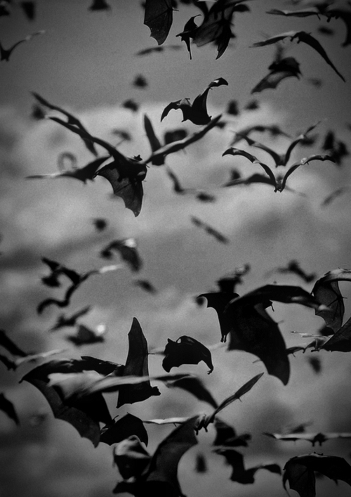 Flying bats