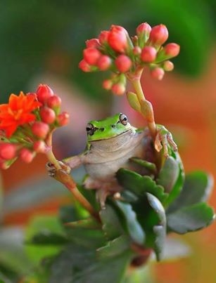 Nature's Beauty Nature's Beauty
