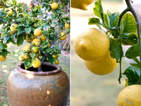 Lemon Tree