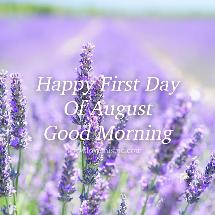 Lavender Blossoms Happy First Day Of August, Good Morning Pictures