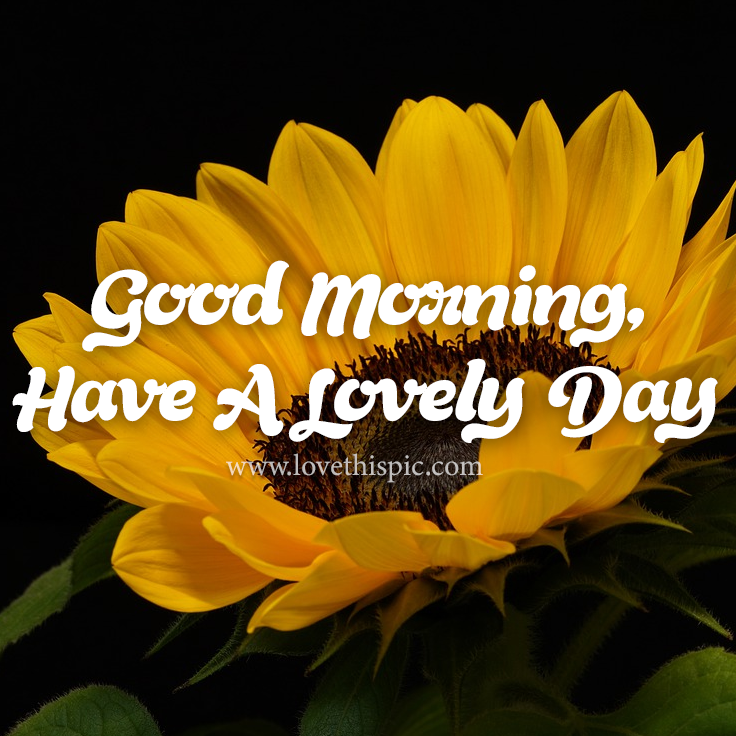 Open Sunflower Good Morning, Have A Lovely Day Pictures, Photos, and