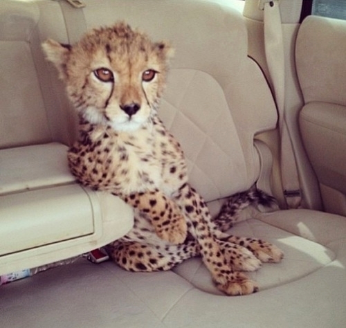 Luxury leopard