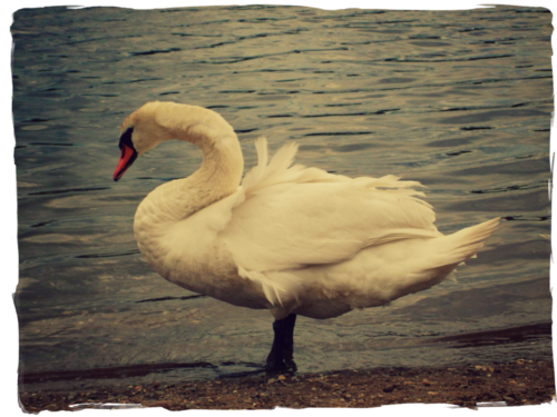 Swan at the lake Swan at the lake