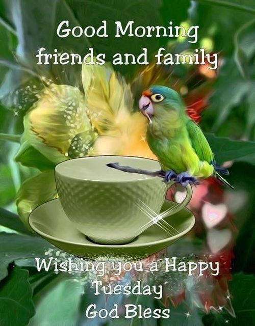 Parrot Good Morning Friends And Family. Happy Tuesday Pictures, Photos