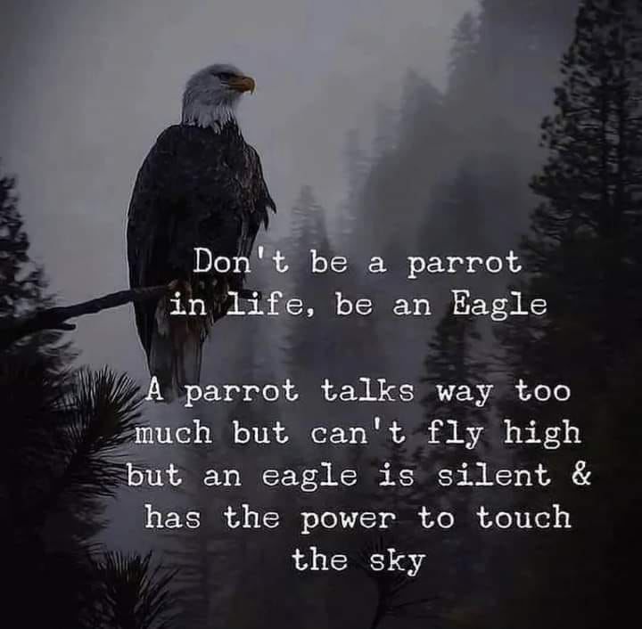 Don't Be A Parrot In Life, Be An Eagle. Pictures, Photos, and Images
