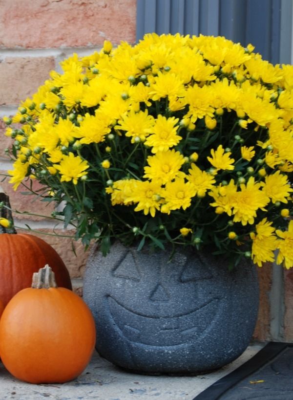 Plastic Pumpkin Bucket Planters Pictures, Photos, and Images for