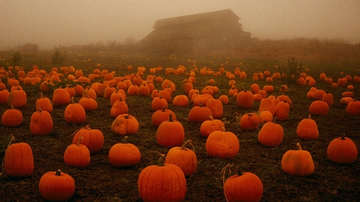 Foggy Pumpkinn Patch Foggy Pumpkinn Patch