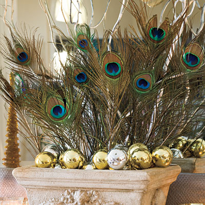 Peacock feathers Peacock feathers