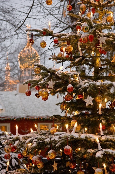 Outdoor christmas tree Outdoor christmas tree