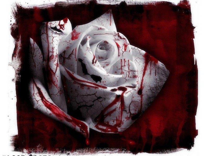 Bloody White Rose Bloody White Rose