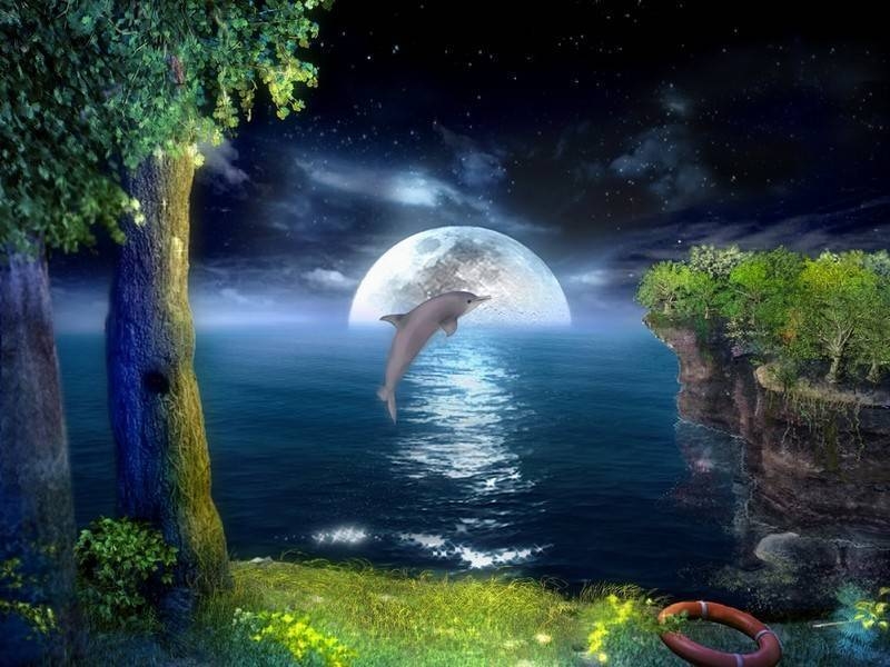 Dolphin in the Moonlight Dolphin in the Moonlight