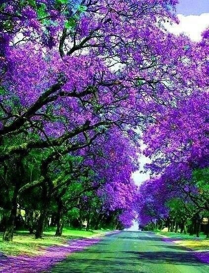 Jackaranda street Australia
