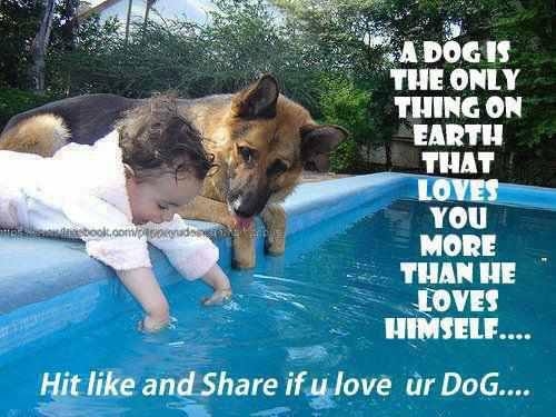 A dog