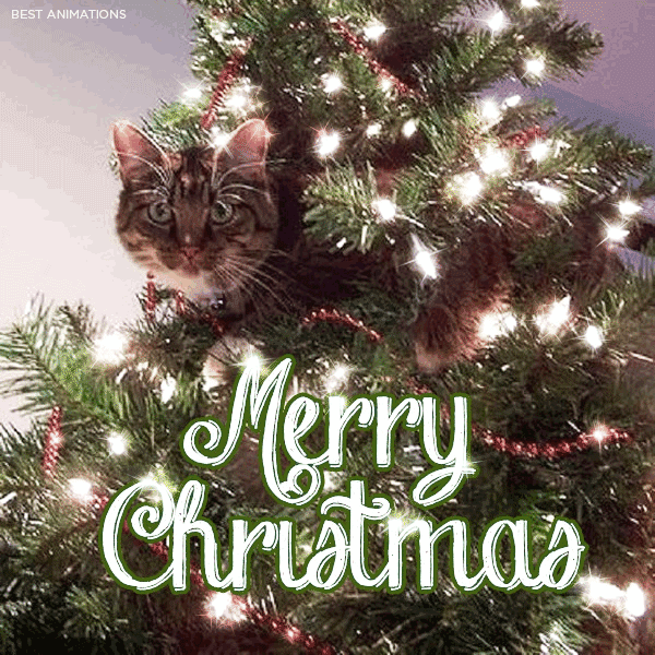 Merry Christmas Cat Gif