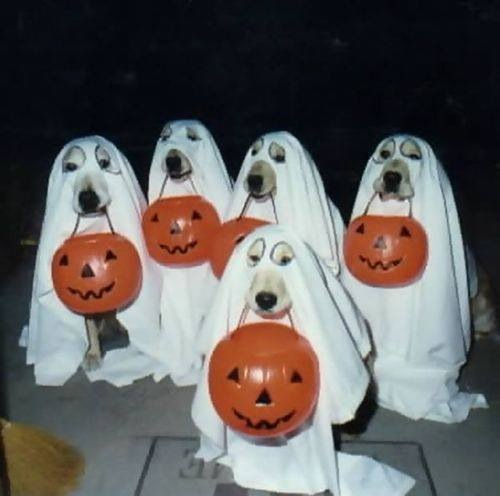 Doggy Ghosts