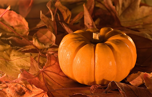Thanksgiving Pumpkin
