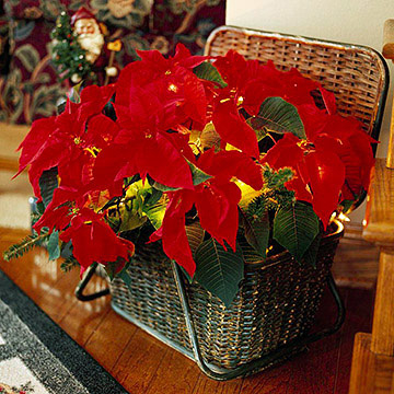 Lit up poinsettia Lit up poinsettia