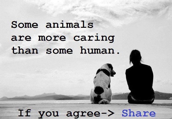 some animals some animals